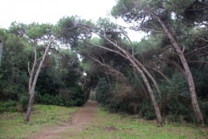 foresta di Castelvolturno