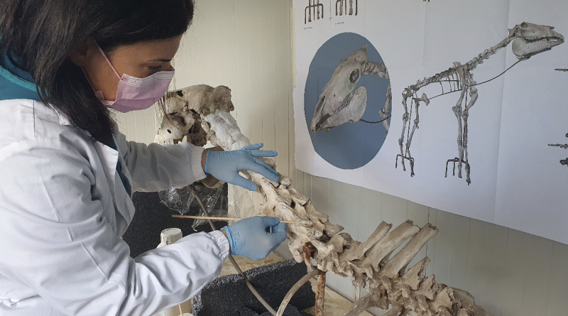 scheletro Pompei