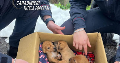 I carabinieri salvano cinque cuccioli di cane